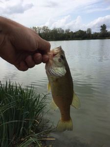 Largemouth Bass