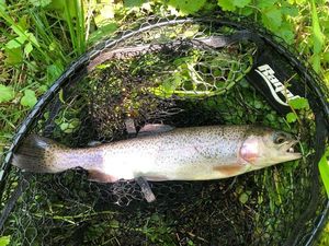 Rainbow Trout