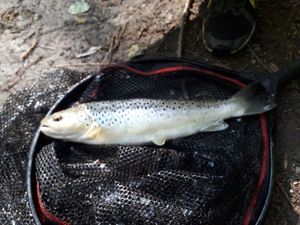 Brown Trout