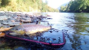 Brown Trout