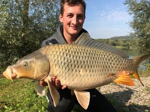 Common Carp