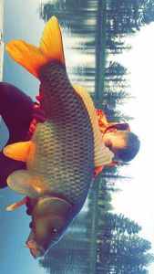 Common Carp