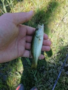 Smallmouth Bass