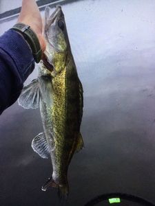 Zander