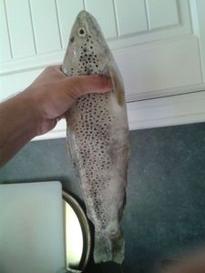 Brown Trout