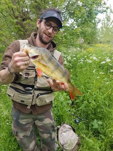 European Perch