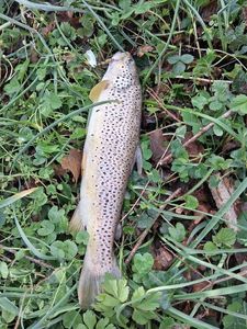 Brown Trout