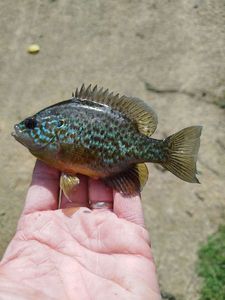 Green Sunfish