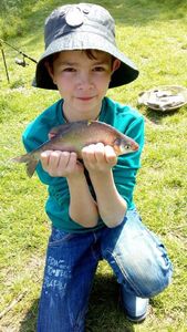 Common Bream