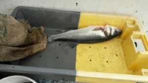 European Bass (Seabass)