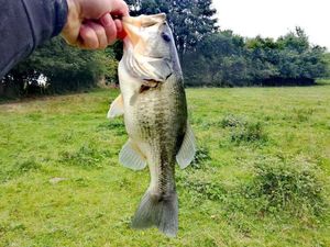 Largemouth Bass