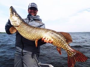 Northern Pike