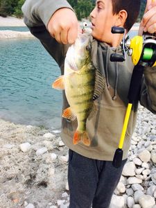 European Perch