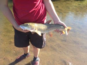 Barbel