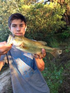 Largemouth Bass