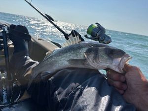 European Bass (Seabass)