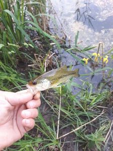 Largemouth Bass