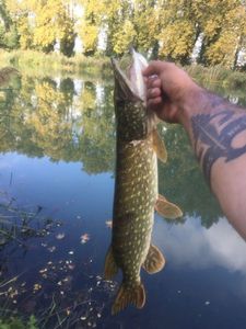 Northern Pike