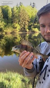 European Perch