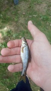 Gudgeon