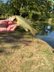 Smallmouth Bass