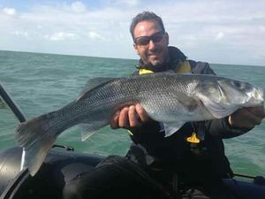 European Bass (Seabass)