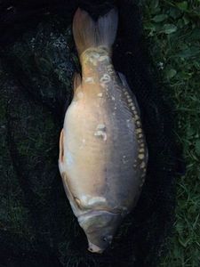 Mirror Carp