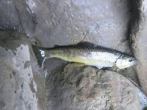 Brown Trout