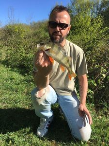European Perch