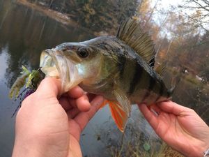 European Perch