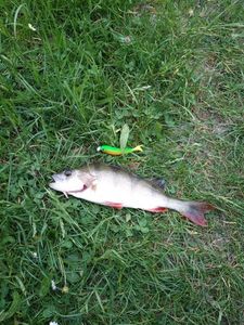 European Perch