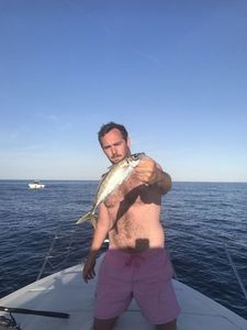 Greenback Horse Mackerel