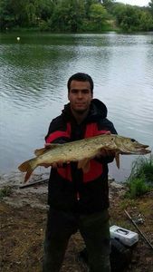 Northern Pike