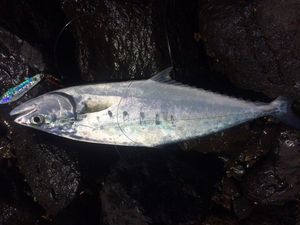 Doublespotted Queenfish