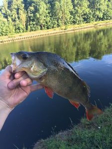 European Perch
