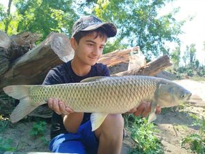 Grass Carp