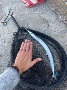 Garfish