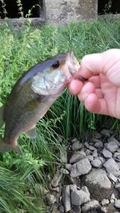 Largemouth Bass