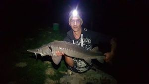Sturgeon