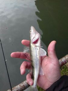 Zander