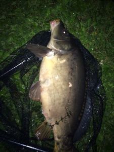 Leather Carp