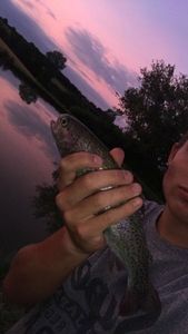 Lake Trout