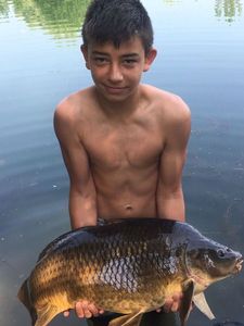 Common Carp