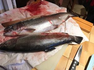 Rainbow Trout
