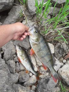European Perch catturato da Julien Védrines
