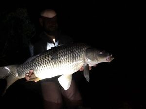 Common Carp