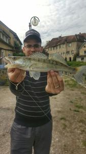 Zander