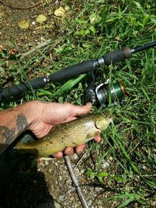 Brown Trout