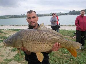 Common Carp