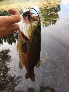 Largemouth Bass